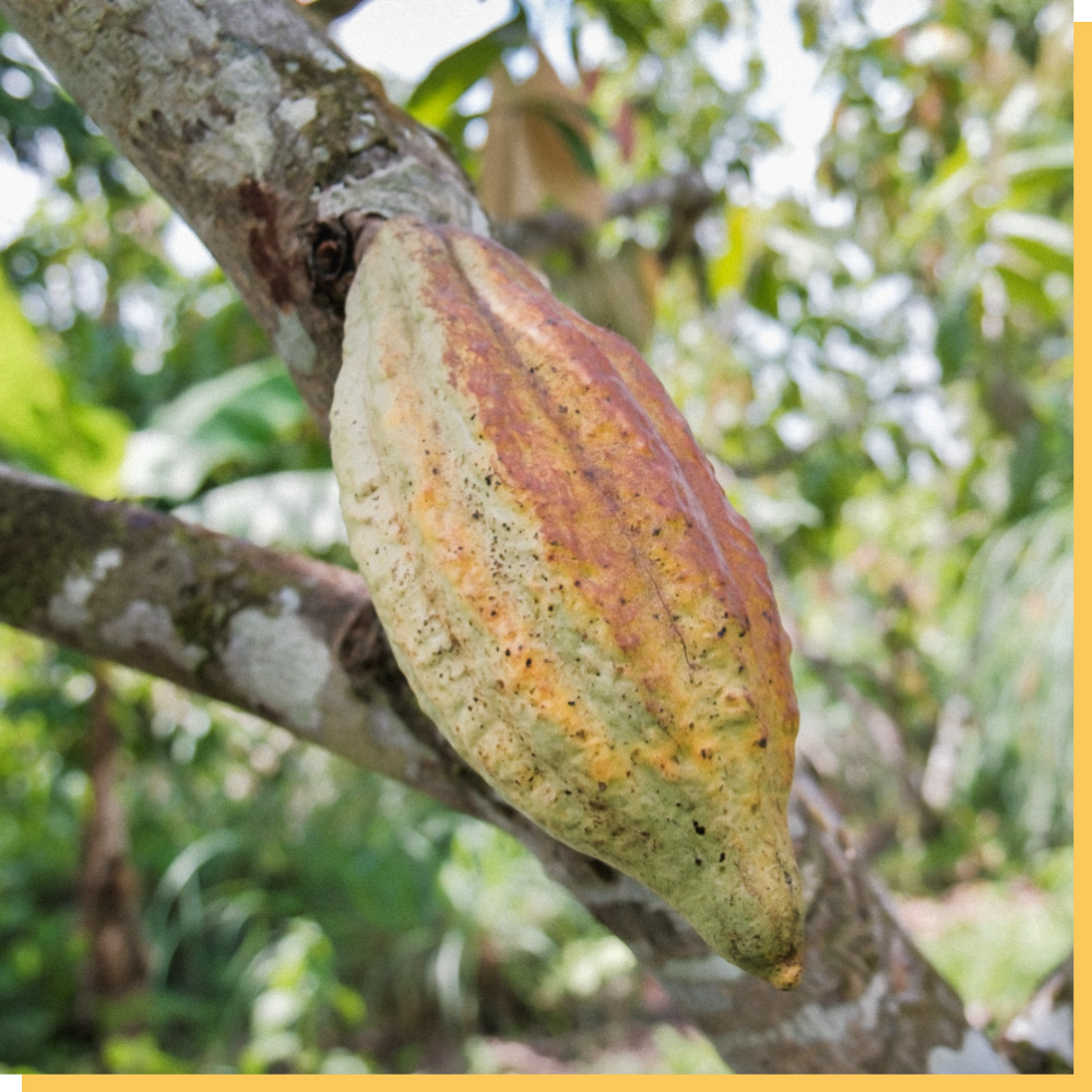 Patient Cacao