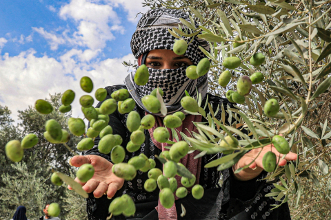 olive tree in palestine