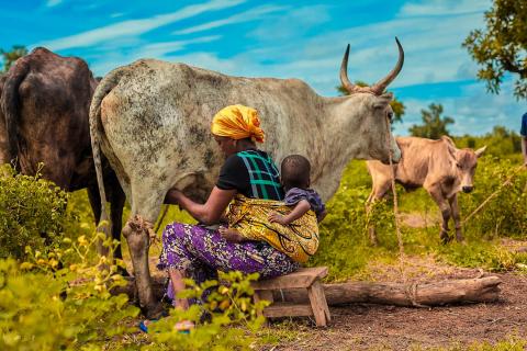 Woman milking cow